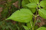 Smallspike false nettle